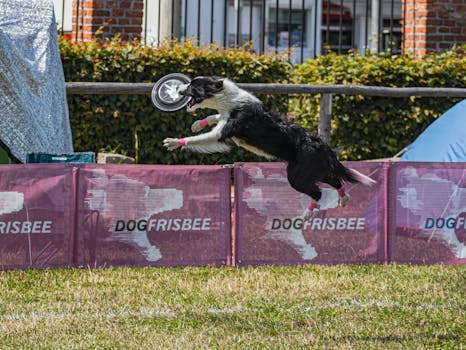 A Border Collie leaps to catch a frisbee during an outdoor dog competition.