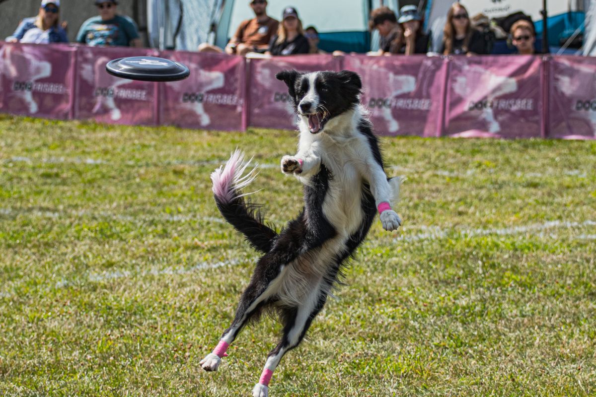 chien de sport - Les sports canins les plus populaires