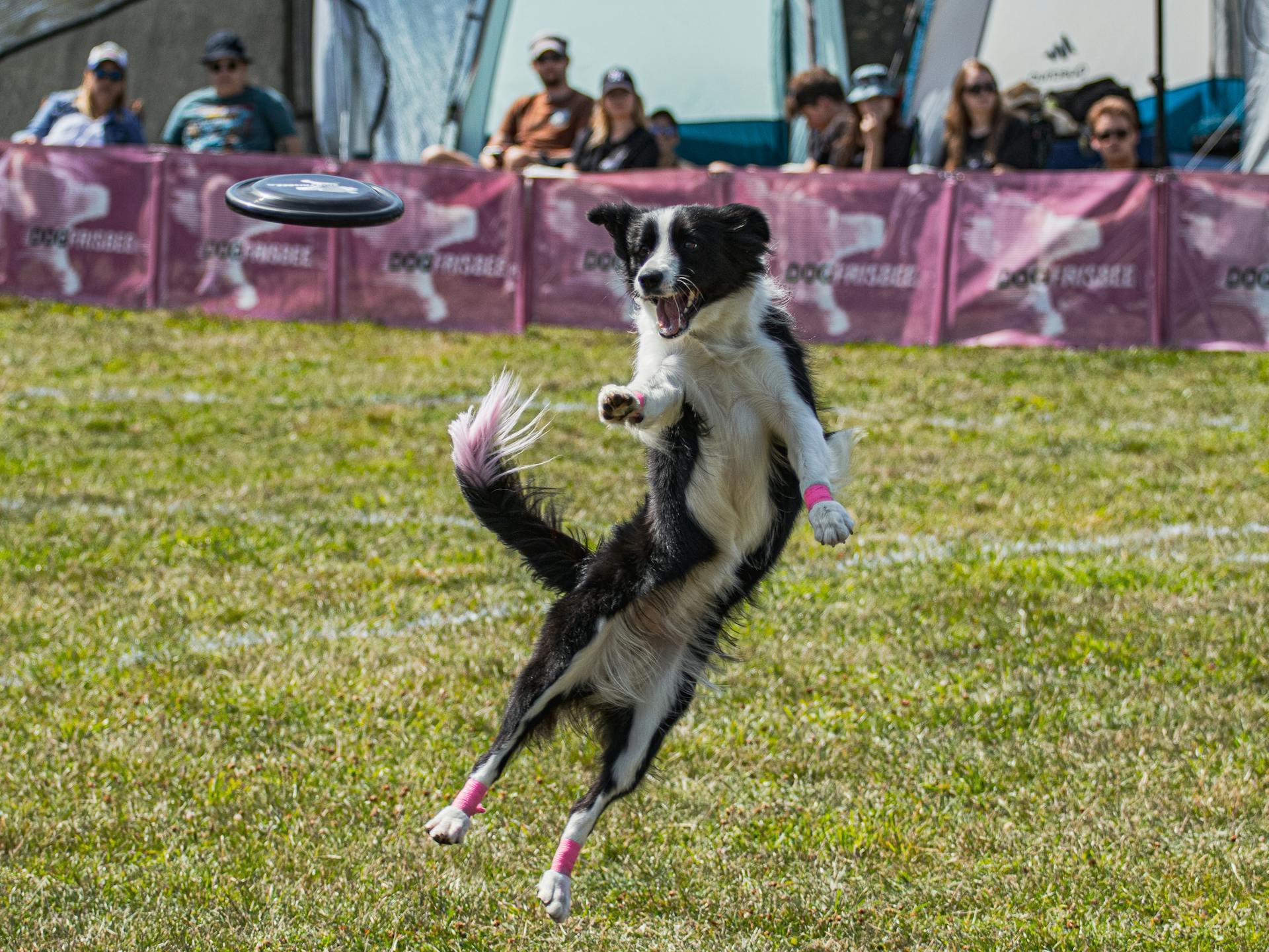 Dog jumping Mid-air for Frisbee Disk