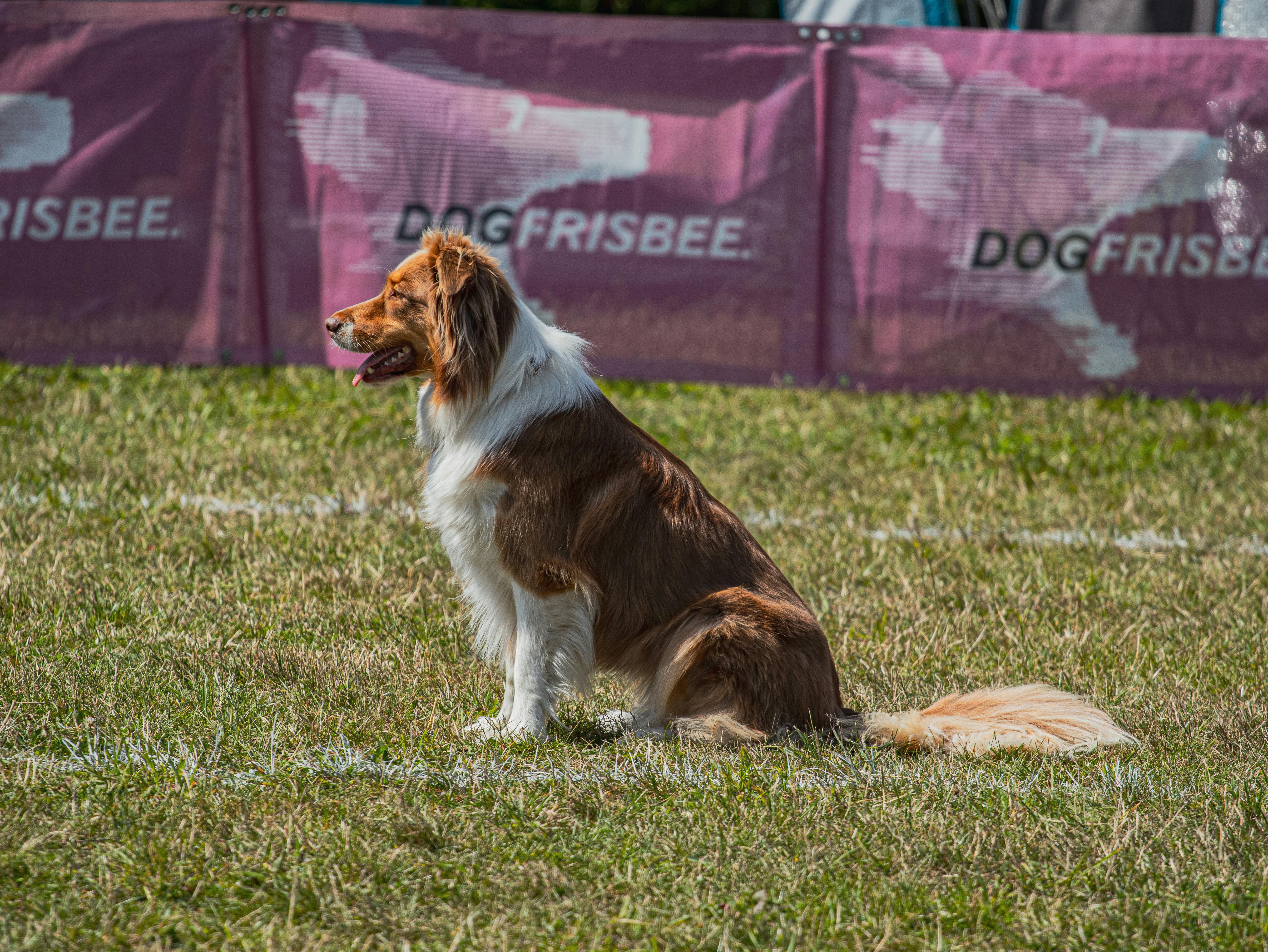 Australian Shepherd Dog Sitting on the Grass