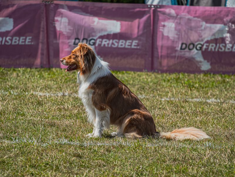 Toy Miniature Australian Shepherd Size Chart Guide