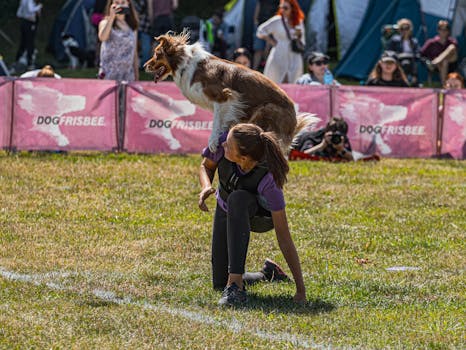 Border Collie executes a frisbee trick with trainer in a lively outdoor competition.
