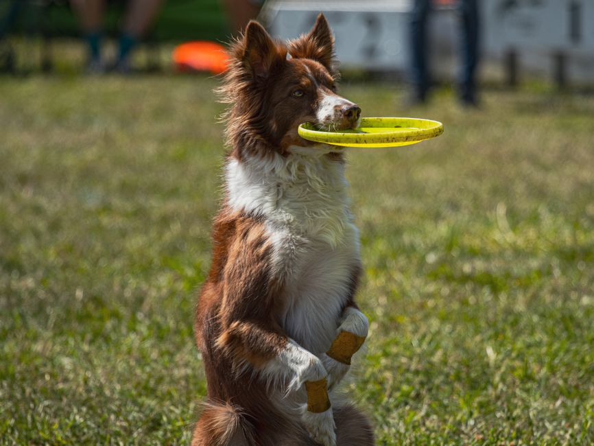 A Border Collie catching a frisbee during a lively outdoor event.