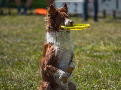 Free A Border Collie catching a frisbee during a lively outdoor event. Stock Photo