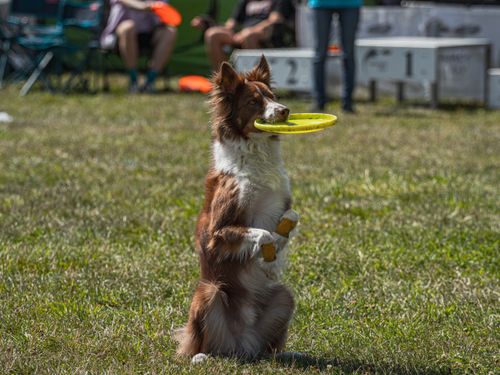 Free Australian Shepherd sits balancing frisbee during an outdoor dog show event. Stock Photo