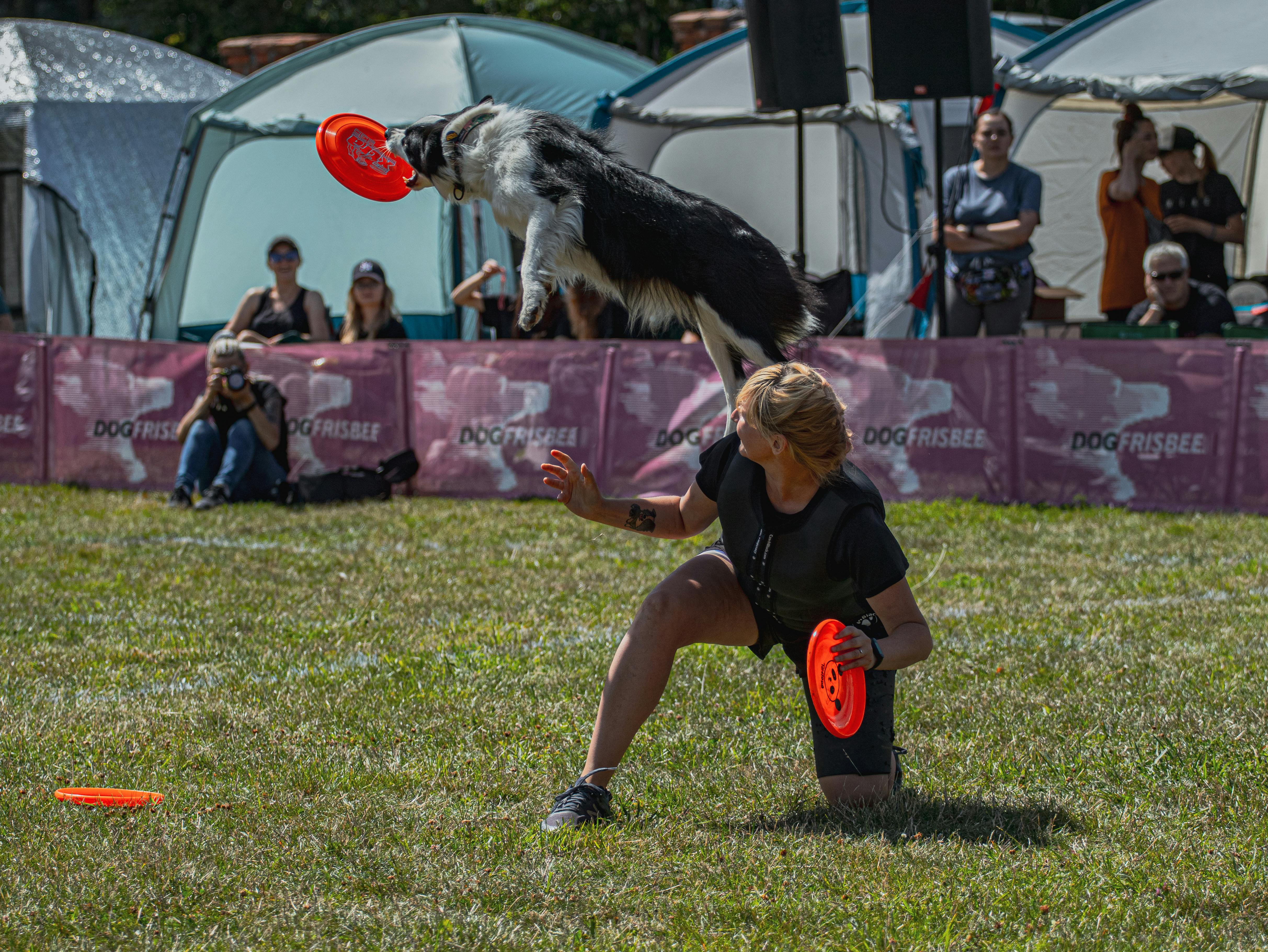 Dog Doing a Trick