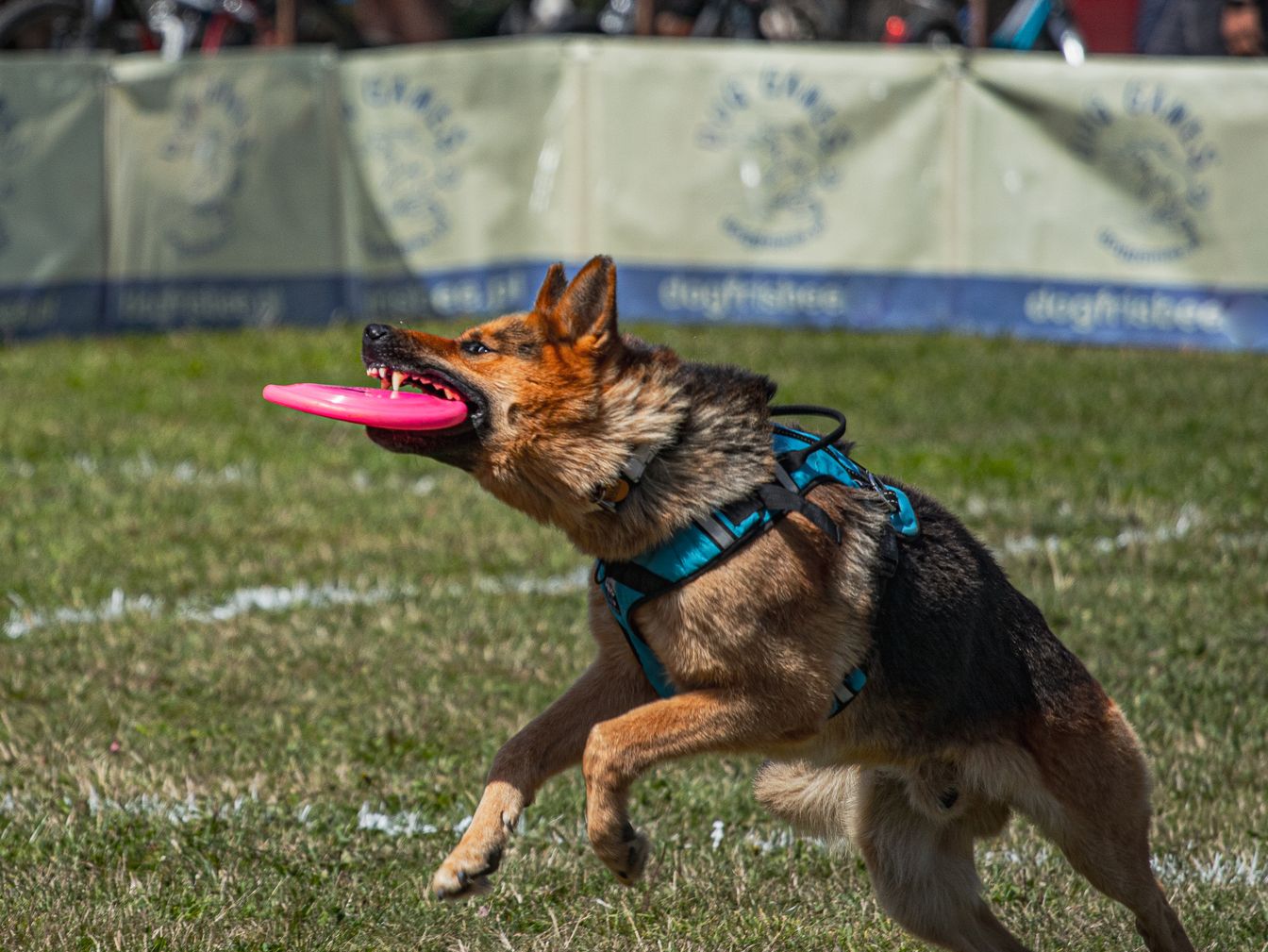 Dogs That Catch Mice: 17 Breeds for Effective Rodent Control