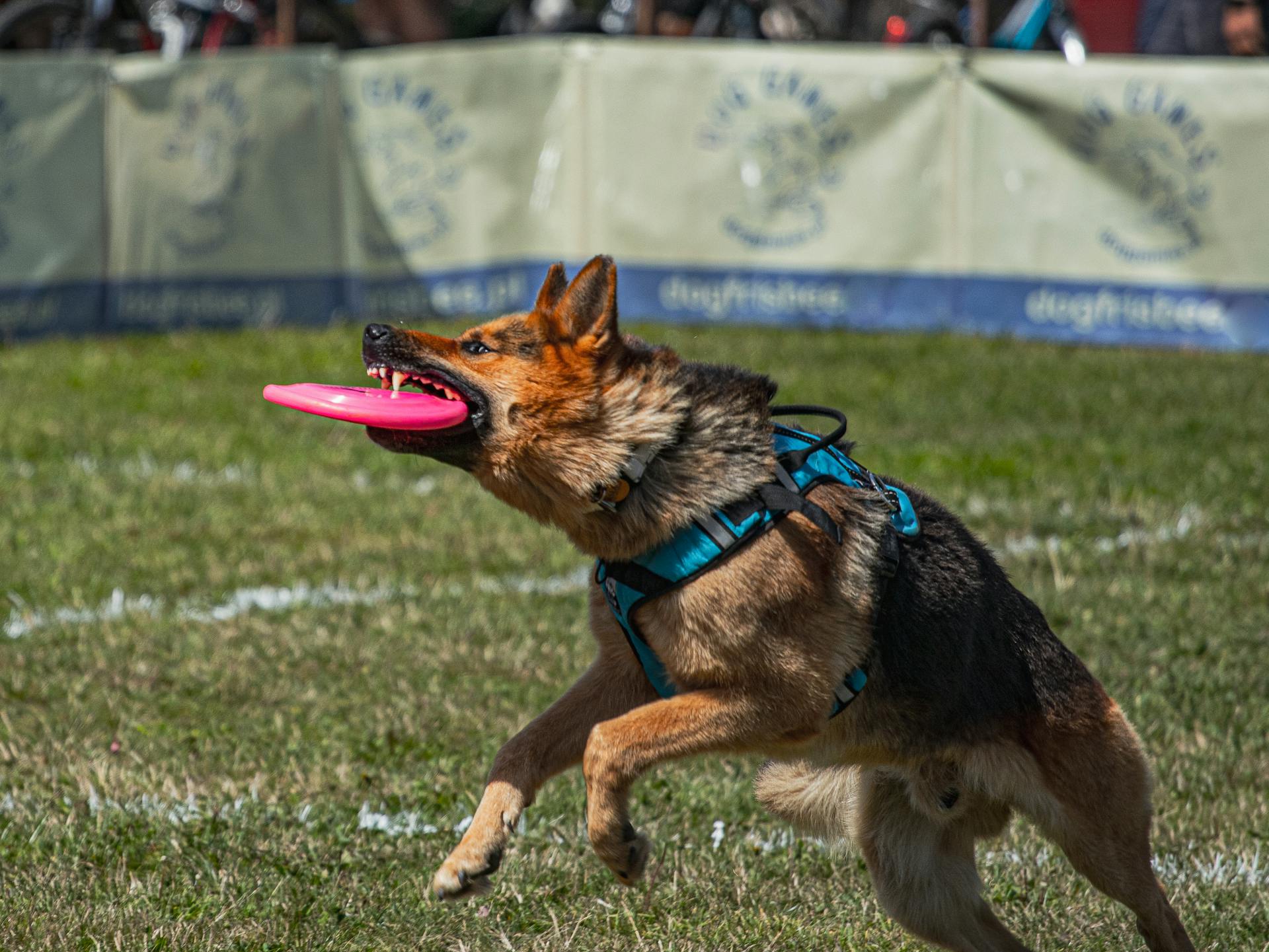 Närbild av en schäferhund som fångar frisbee