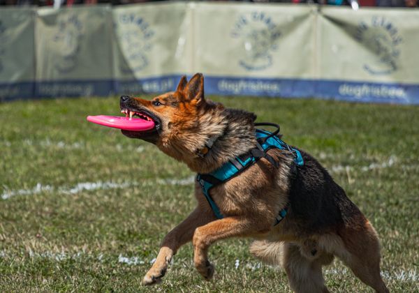 German Shepherd leaping high in the air