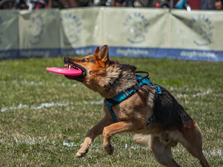 Close-Up Shot Of A German Shepherd Dog Catching The Frisbee
