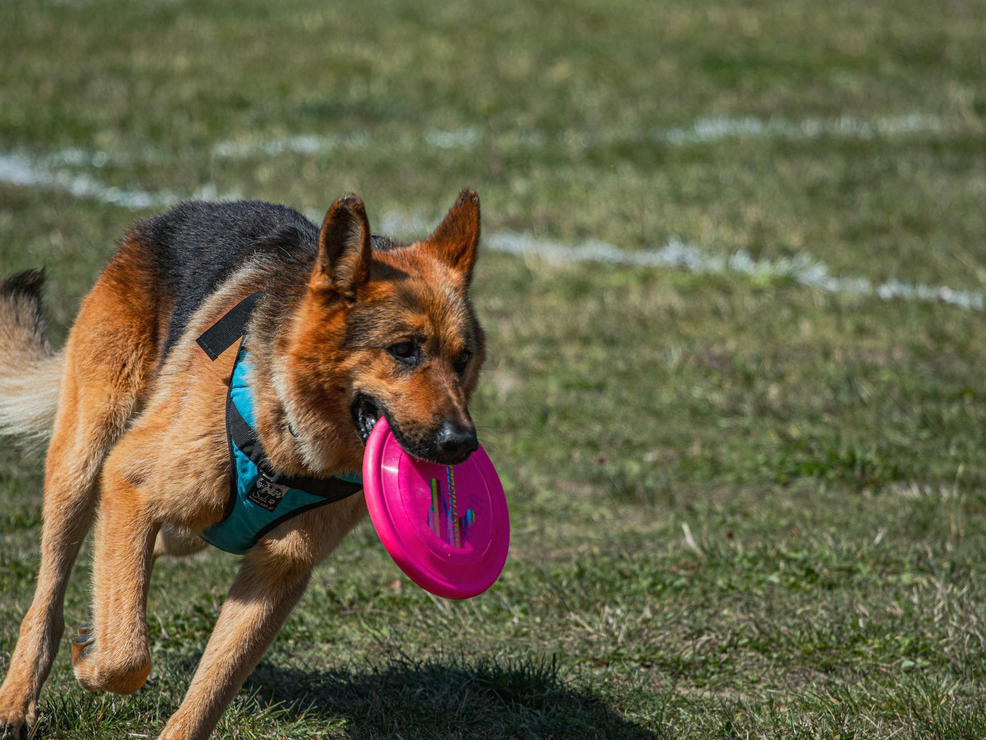 Close-Up Shot of a German Shepherd Dog Running on the Grass