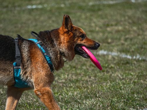 Free A German Shepherd carrying a pink frisbee while walking on a grassy field in vibrant daylight. Stock Photo