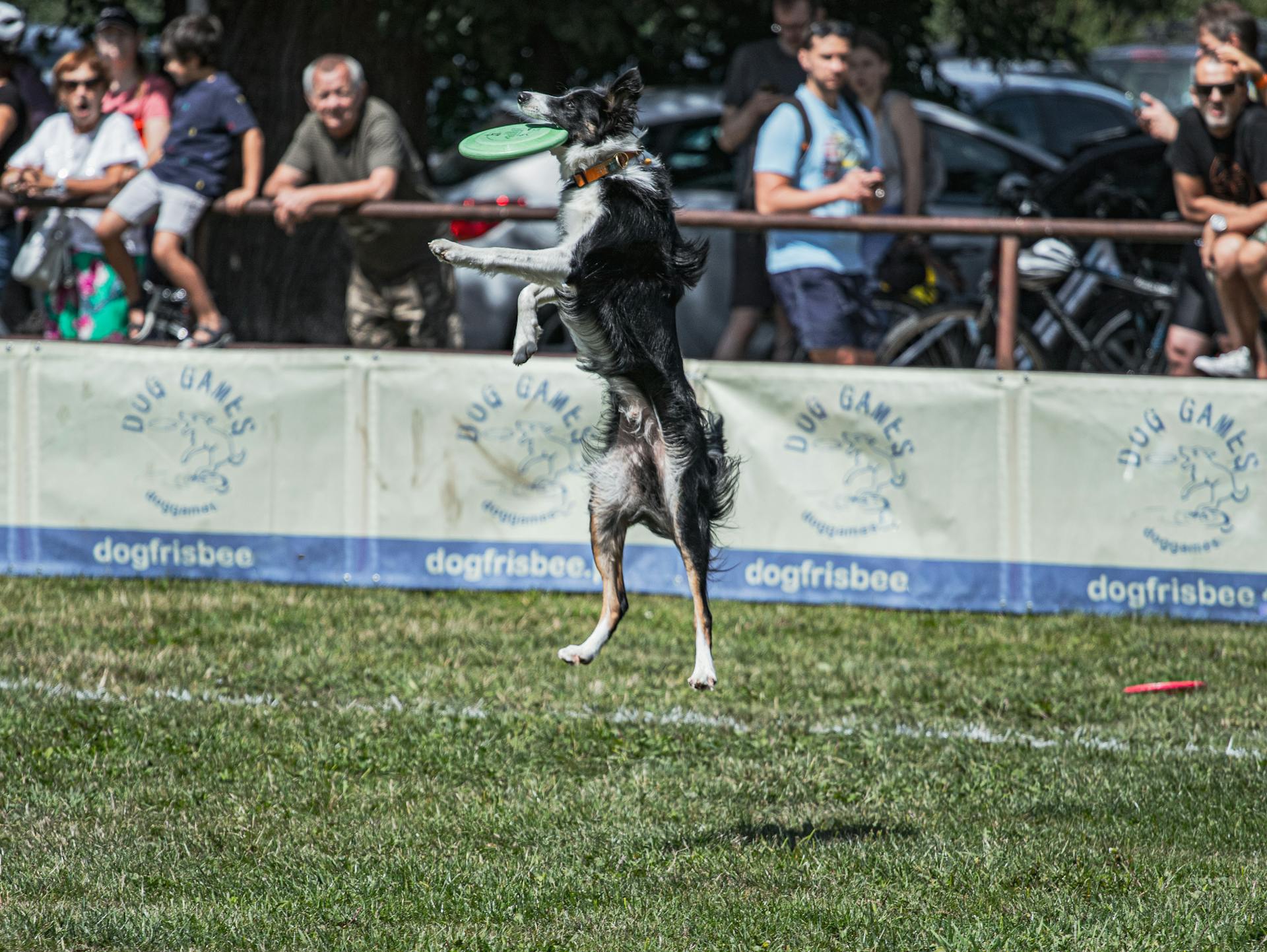 Border Collie Dog Catching the Frisbee