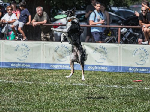 Free Border collie leaps to catch a frisbee during a lively outdoor dog sporting event. Stock Photo