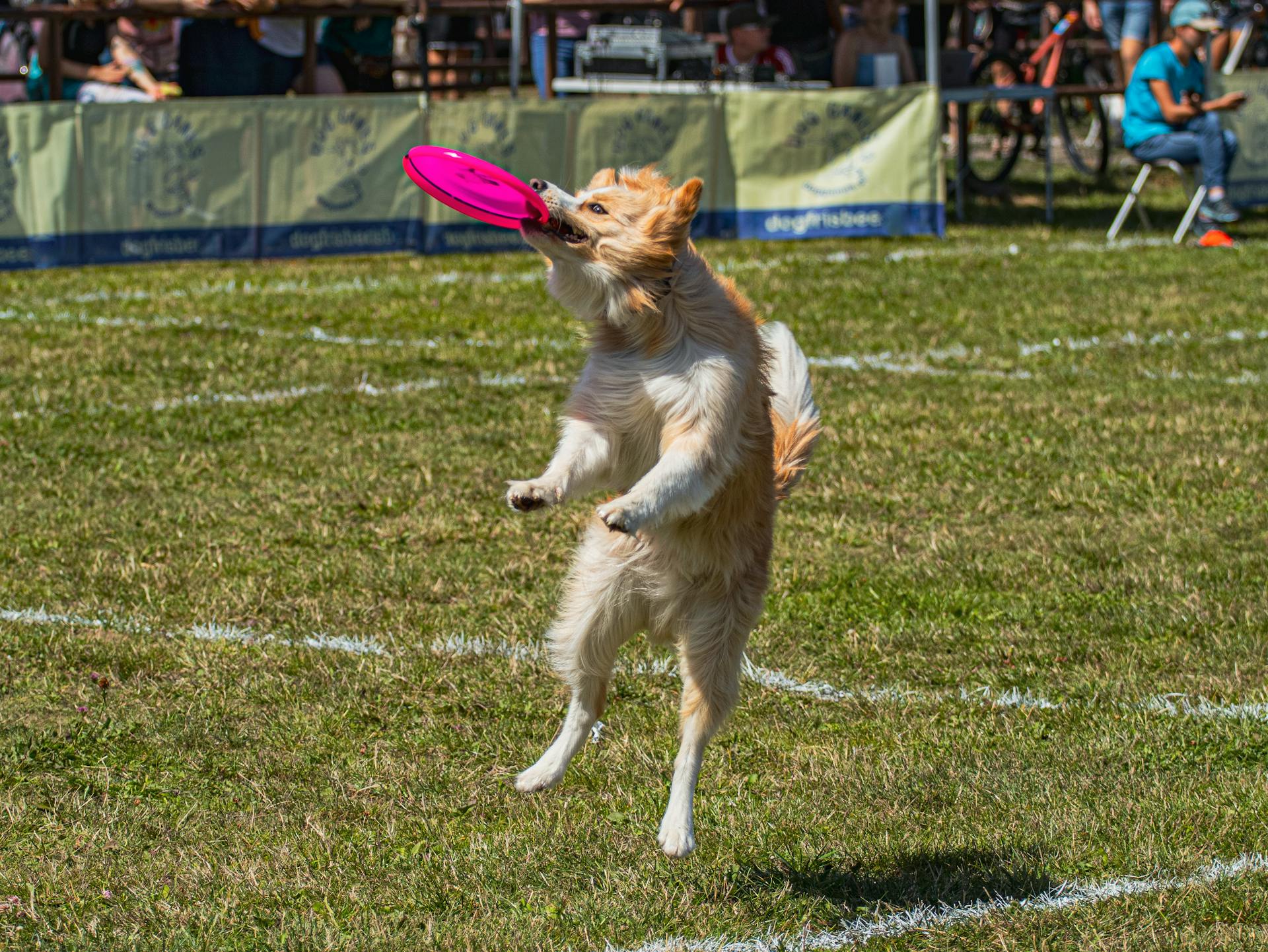 Australian Shepherd Dog Catching the Frisbee