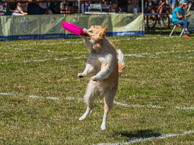 Australian Shepherd Dog Catching The Frisbee