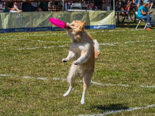 Free Dynamic photo of a playful dog catching a frisbee outdoors during a sunny day. Stock Photo