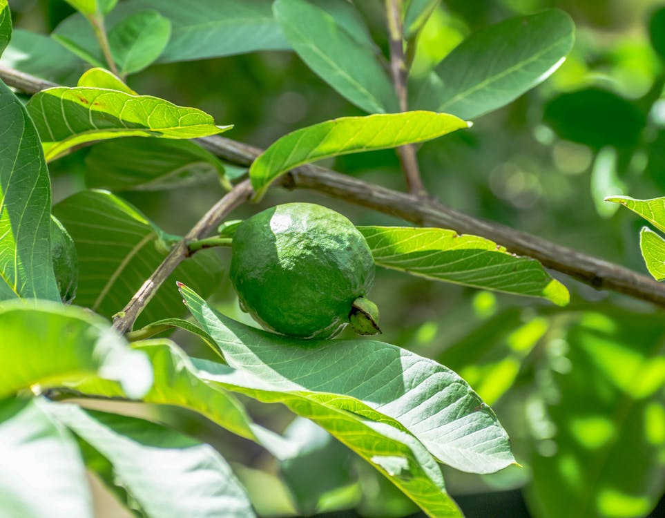 Close-Up Shot of a Fresh Guava Fruit · Free Stock Photo