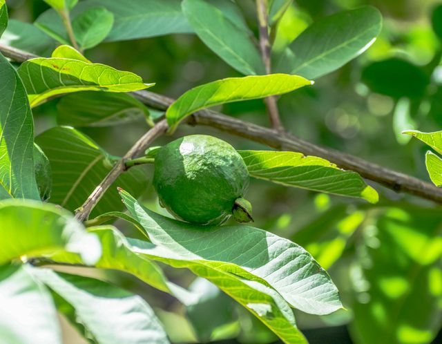 Goiaba crescendo em uma árvore entre folhas verdes