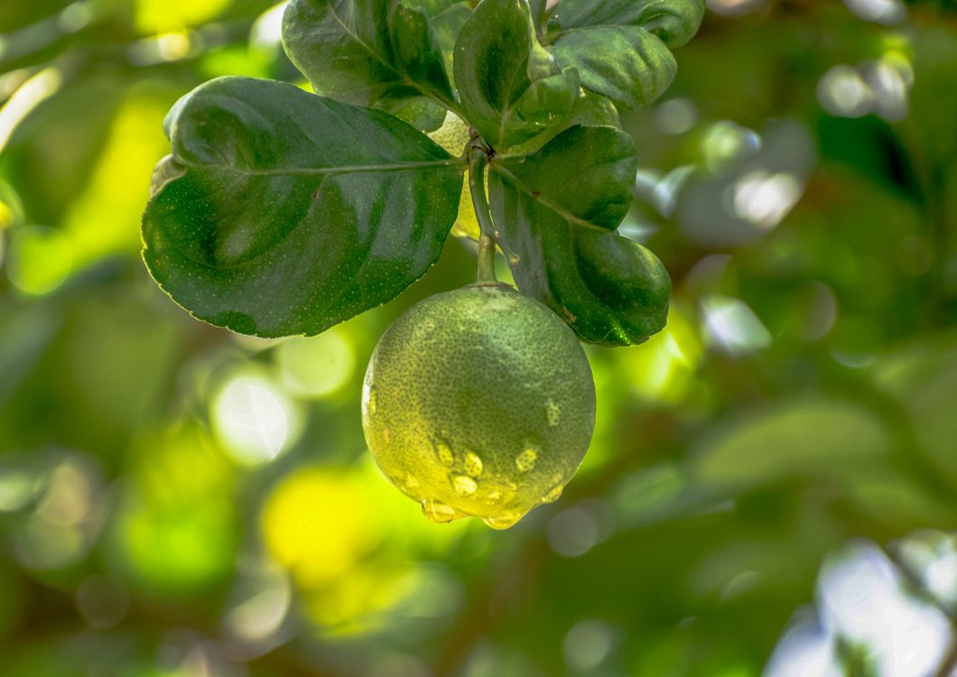 Mini Pomelo Close-Up Shot of a Fresh Pomelo Fruit · Free Stock Photo