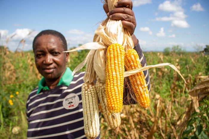 Farmer with harvested maize, Morogoro, Tanzania