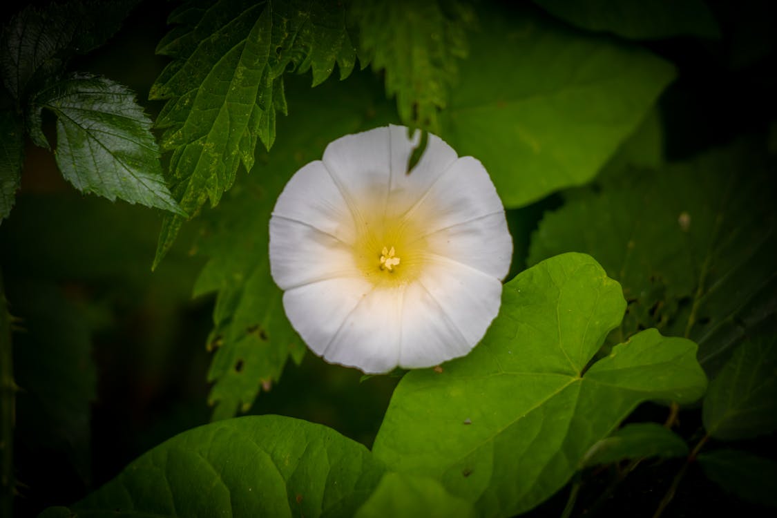 Free stock photo of brambles, butterfly, flower