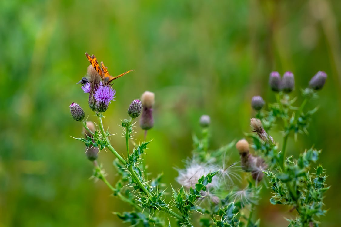 Free stock photo of brambles, butterfly, flower