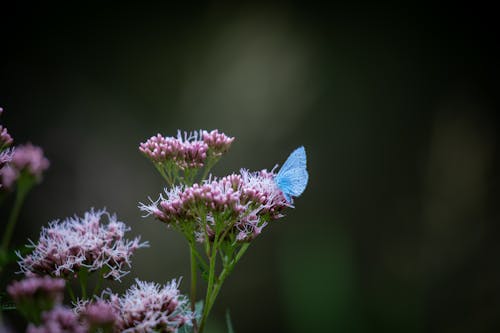 Бесплатное стоковое фото с бабочка, дикий, ежевика