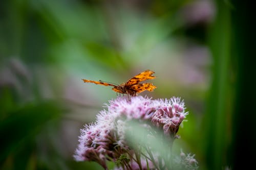 Бесплатное стоковое фото с бабочка, дикий, ежевика