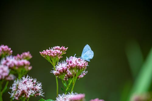 Free Blue Butterfly Perched on a Flower Stock Photo