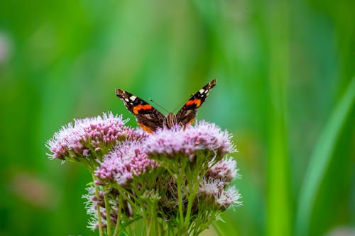 Close-up of Butterfly on a Flower