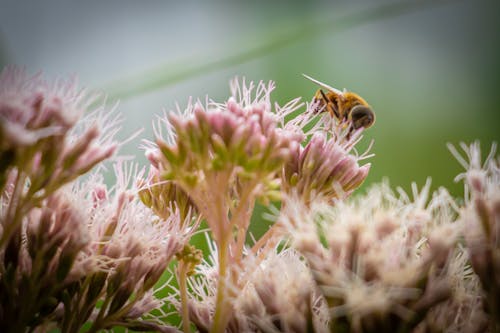 Foto d'estoc gratuïta de escarabats, flor, insectes