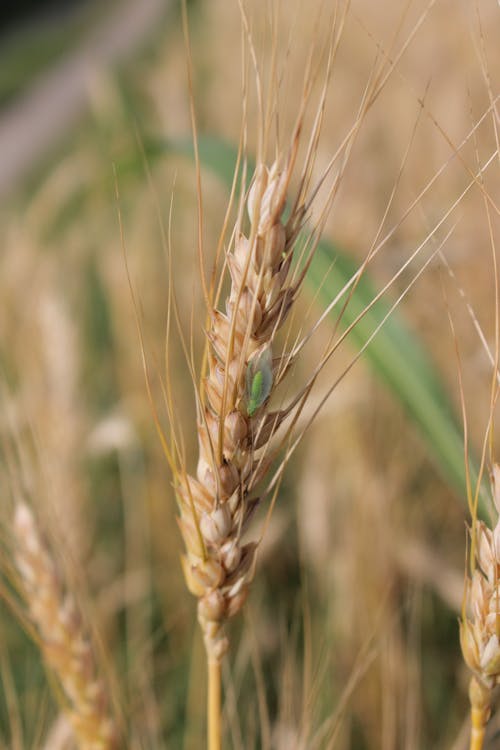 Foto stok gratis gandum, merapatkan, rumput
