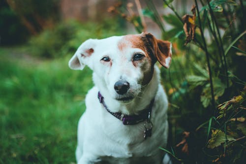 Jack Russell Terrier Ao Lado Das Plantas