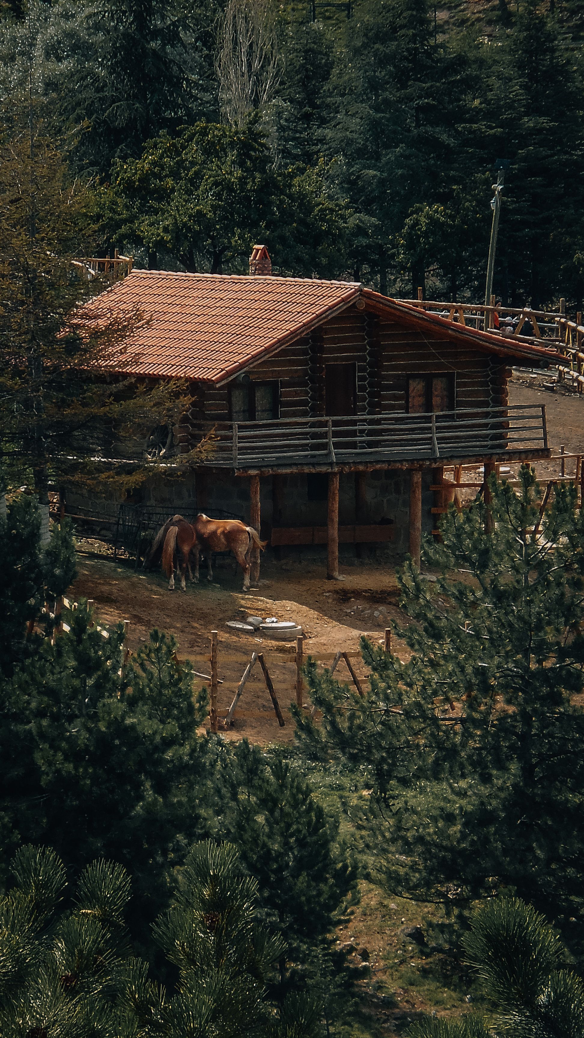 Brown Horses Standing on a Ranch Beside Wooden Bungalow House · Free ...