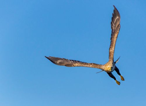 Free A powerful eagle majestically soars through a bright blue sky, showcasing its impressive wingspan. Stock Photo