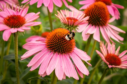 Foto d'estoc gratuïta de abella, color, coneflower violeta