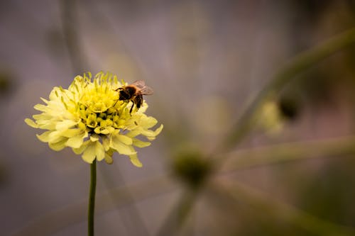 Free Bee Pollination on a Yellow Flower Stock Photo