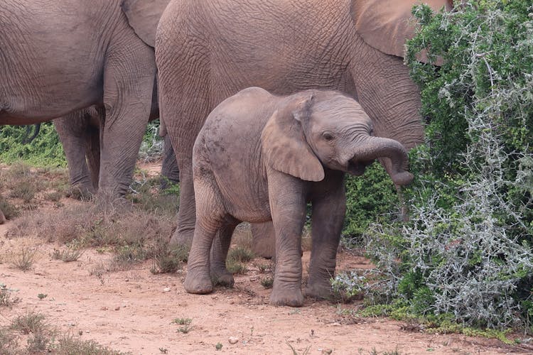 Elephants On The Ground