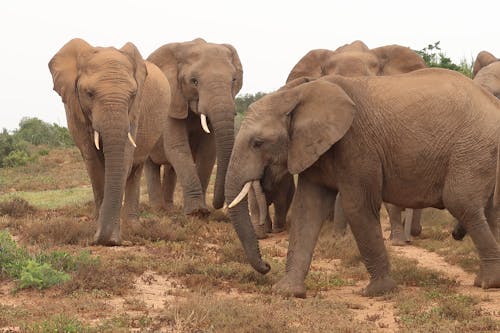 Wildlife Photography of Elephants Walking on the Ground
