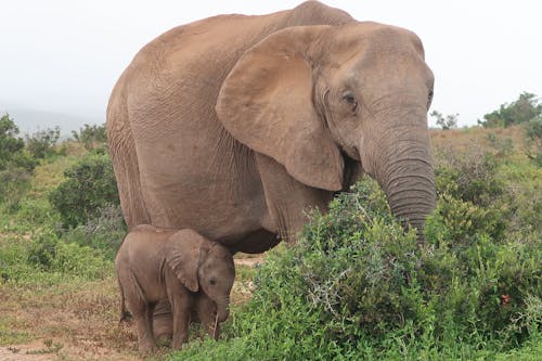 Ücretsiz afrika fili, anne ve bebek, çim içeren Ücretsiz stok fotoğraf Stok Fotoğraflar
