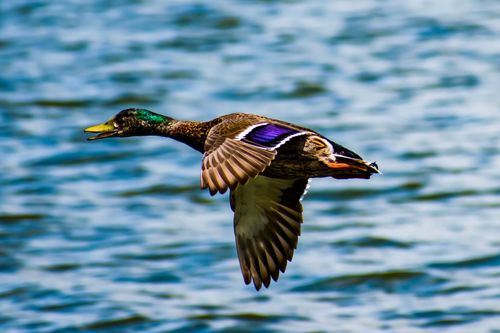 Free Vivid close-up of a mallard duck flying over a lake in Orlando, Florida. Stock Photo