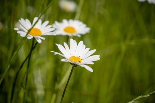 bezplatná Základová fotografie zdarma na téma bílé květy, detail, flóra Základová fotografie