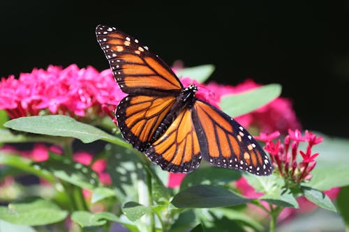 grátis Foto profissional grátis de artrópode, borboleta, borboleta-monarca Foto profissional