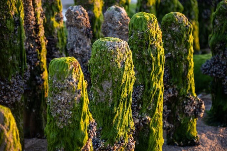 Algae On Rocks