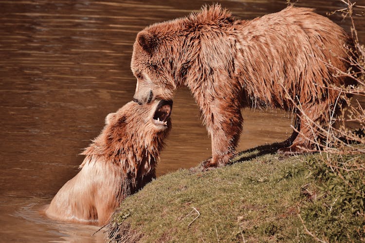 Wet Grizzly Bears Playing Together