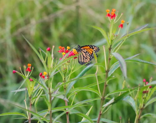 Gratis stockfoto met koning, monarchvlinder, vlinder