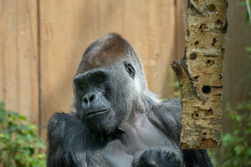 Free An intimate close-up of a gorilla resting against a tree, showcasing its natural beauty. Stock Photo