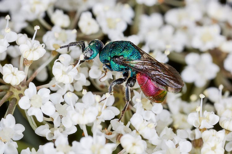 Insect On Flowers