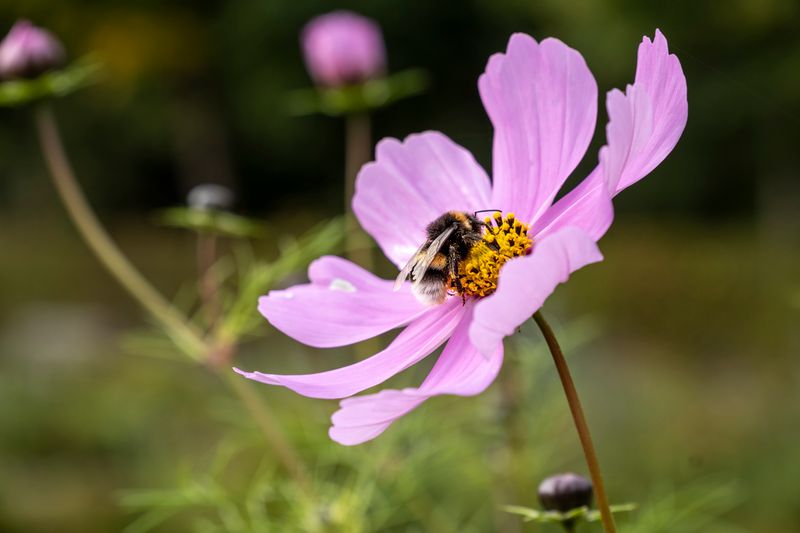 Bumblebee on a pink cosmos flower — photo by Horst Joachims on Pexels